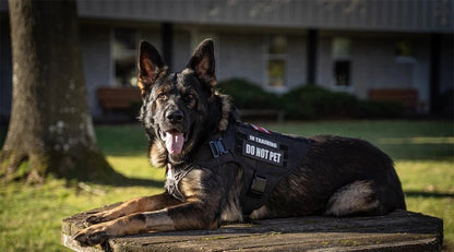 Harnais pour Chiens Exigeants - Balade.le.chien.com