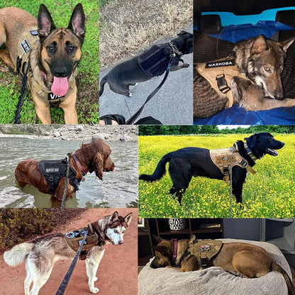 Harnais pour Chiens Exigeants - Balade.le.chien.com
