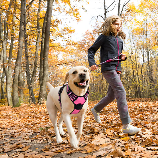 Harnais pour Chien Ultra-Confortable et Sécurisé