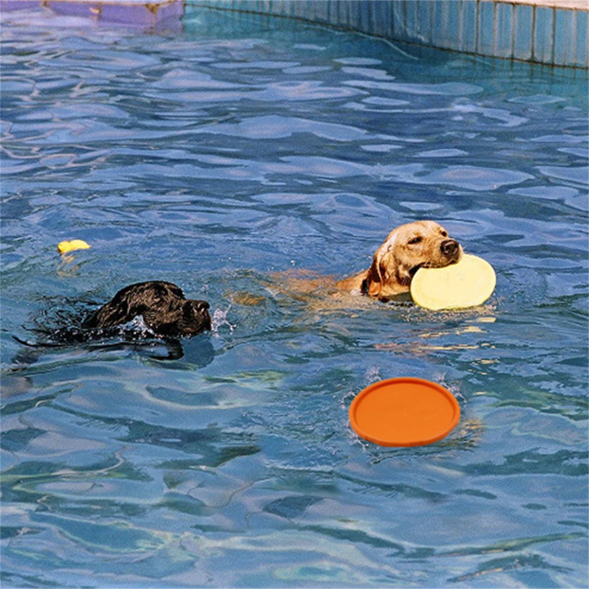 Jouet chien freesbee - Balade.le.chien.com