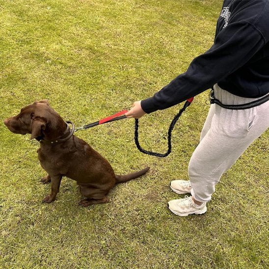 Laisse canicross | Absorbchoc - Balade.le.chien.com
