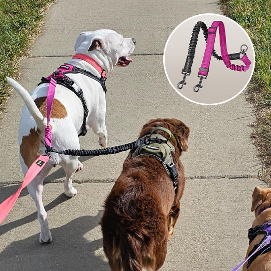Laisse double pour chien | Promenade Sans Enchevêtrement