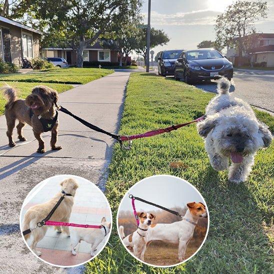 Laisse double pour chien | Promenade Sans Enchevêtrement - Balade.le.chien.com