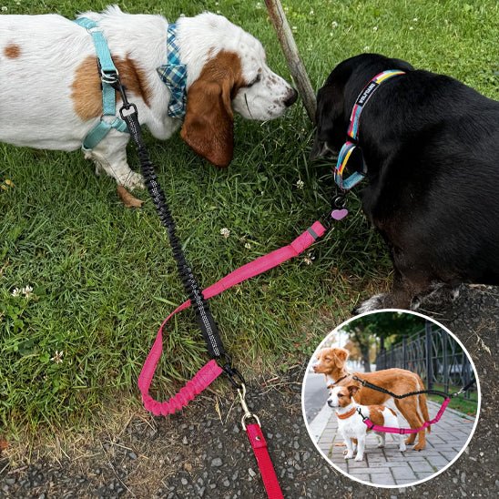 Laisse double pour chien | Promenade Sans Enchevêtrement - Balade.le.chien.com