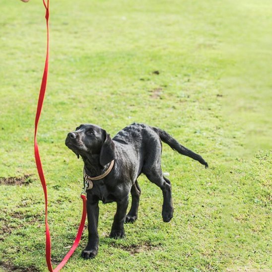 laisse pour chien | Robuste et Confortable - Balade.le.chien.com