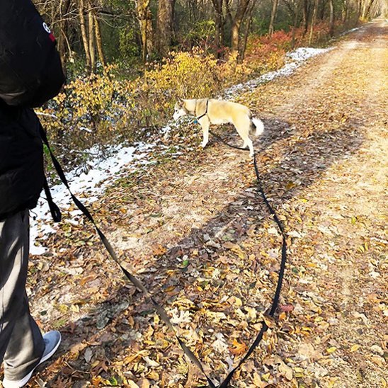 laisse pour chien | Robuste et Confortable - Balade.le.chien.com