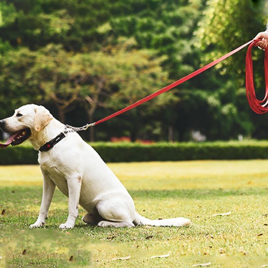 laisse pour chien | Robuste et Confortable - Balade.le.chien.com
