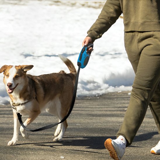 Laisse pour chien