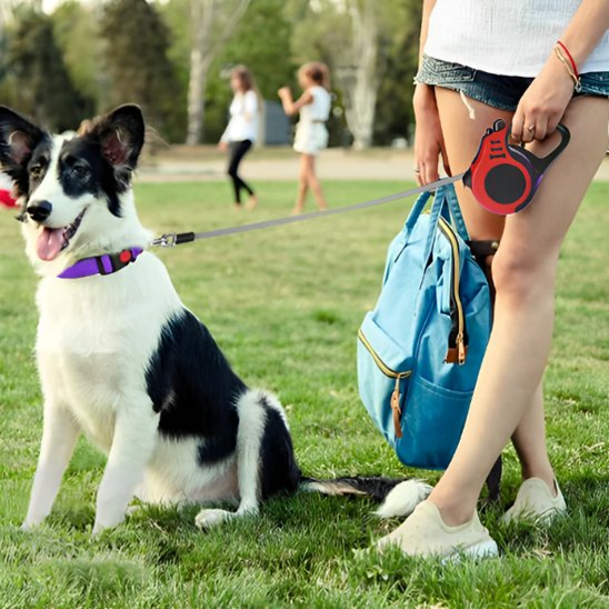 Laisse pour chien