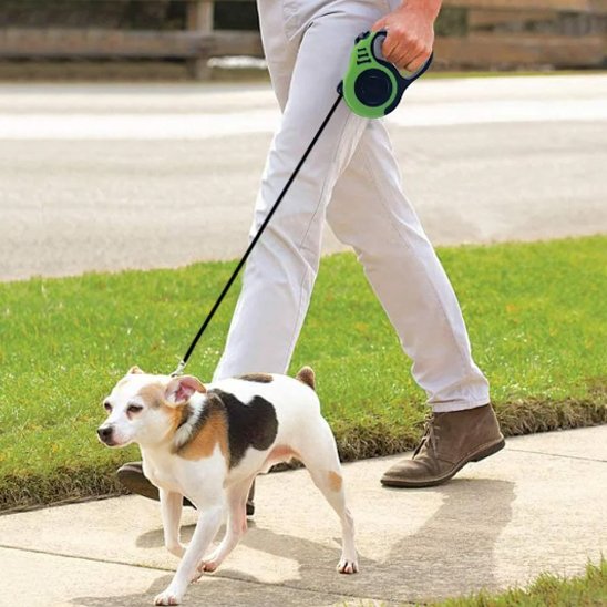 Laisse pour chien