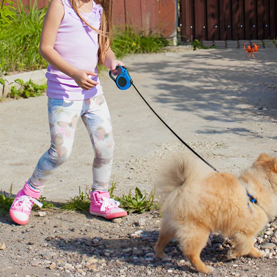 Laisse pour chien