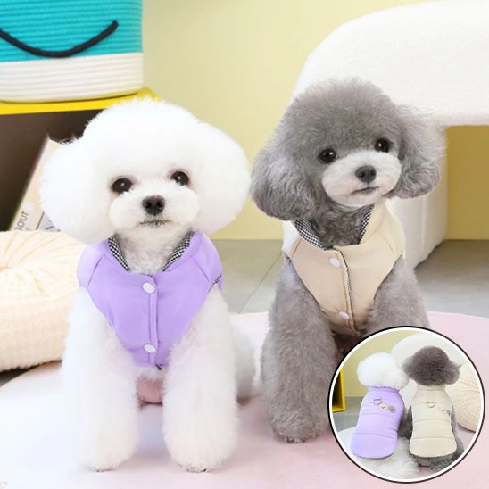Manteau chien