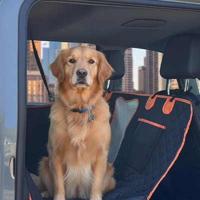 Protection chien voiture